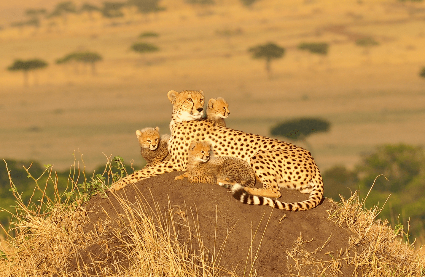 Cheetah