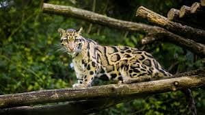 Clouded Leopard