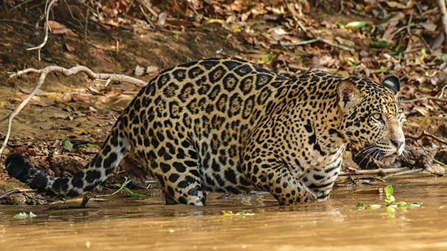 Jaguar