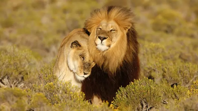 Lion