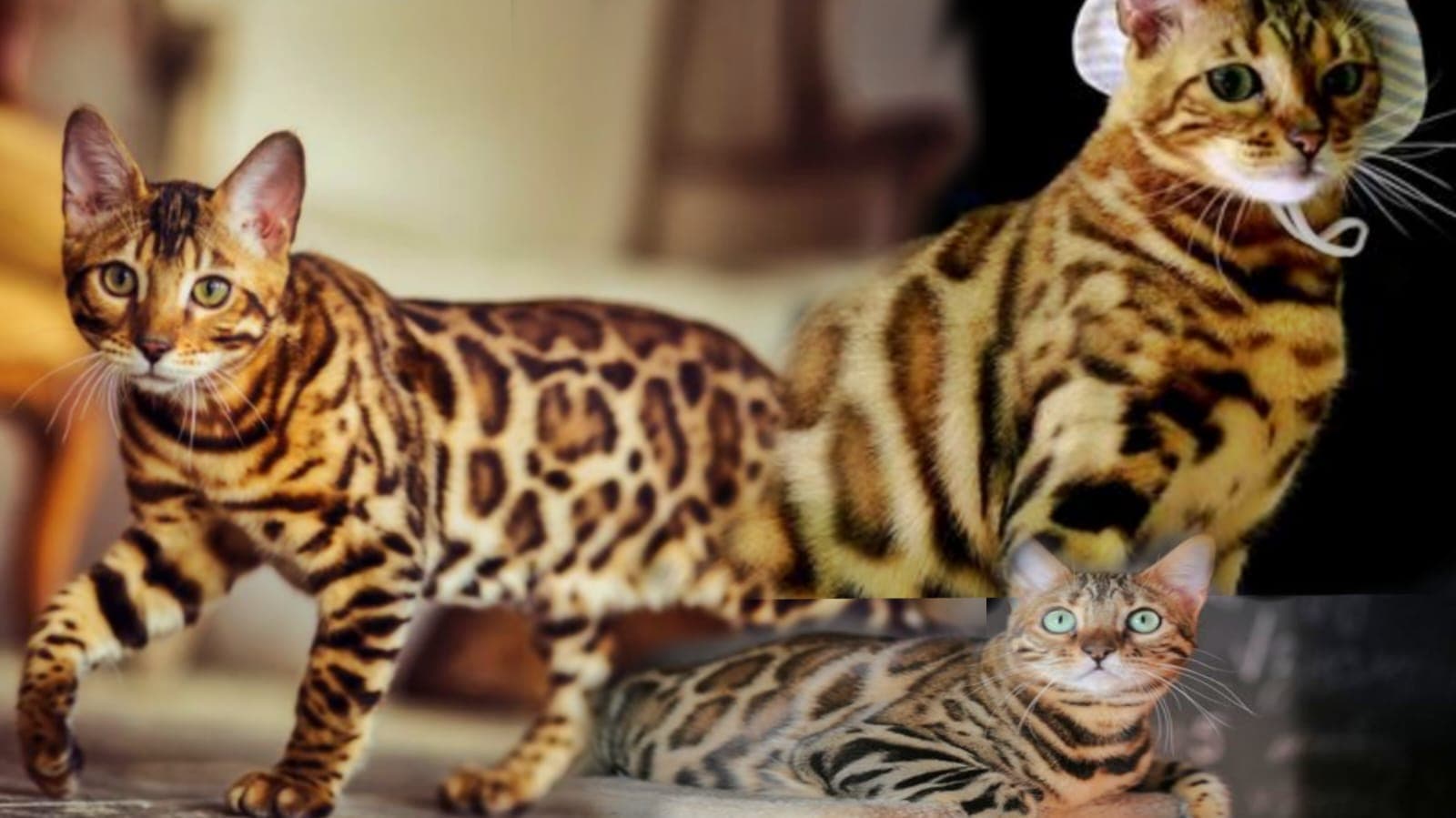 Ocelot