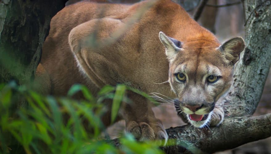 Puma