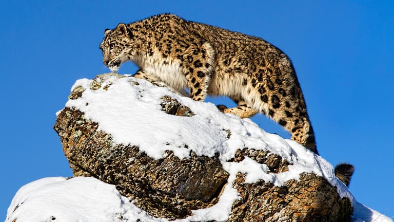 Snow Leopard