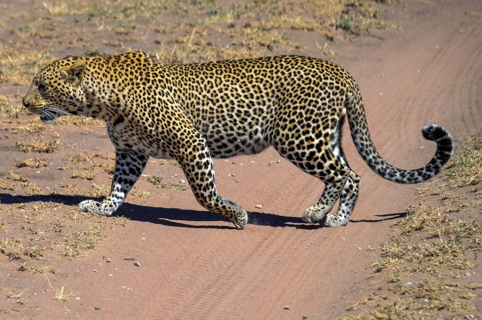 African Leopard